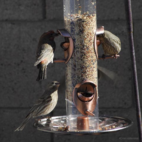 House Finches on the “condo” bird feeder.