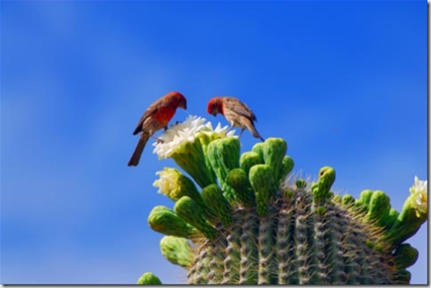 House finches enjoy the nectar atop a seguaro cactus.