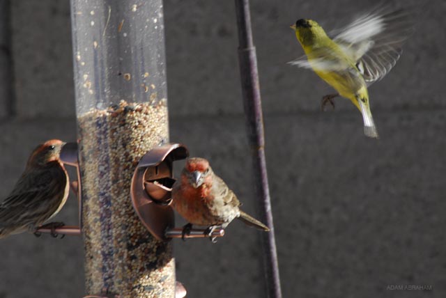 A Yellow Finch joins the feast.